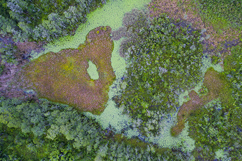 s_mangrove_480x320.jpg