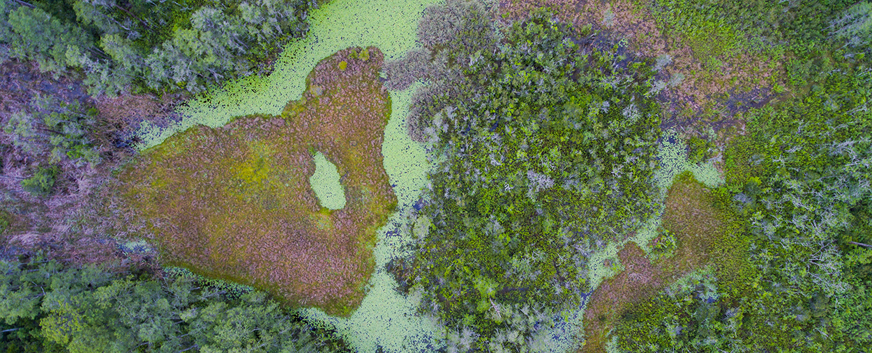 s_mangrove_1250x507.jpg